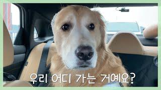 [Jeju island] The first day of the family trip in Jeju with my Retriever, Mungchi