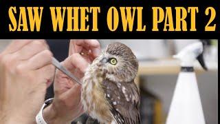 Saw Whet Owl Part 2.