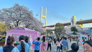 Spring Cherry Blossom Walking Tour at Nanpu Bridge, Shanghai