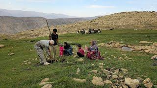 IRAN nomadic life | The Kuhgol family planted some trees in Sar Sabz spring and Tigdali grass