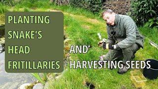 Planting Snake's Head Fritillaries (fritillaria meleagris) by the Pond