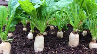 How to grow white radish at home, Growing white radish from seeds