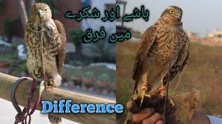 shikra vs basha (sparrowhawk)|| difference || falconry art of kings