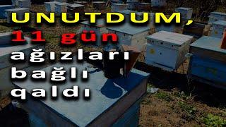 11 Gün ağzı bağlı qalan arımın müqəddəratı.