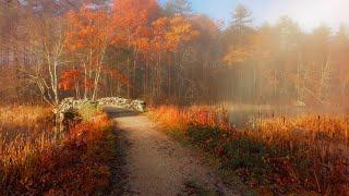 Misty Autumn Morning in New England  (4K Walk) | Binaural Audio (Nature & Walking Sounds)