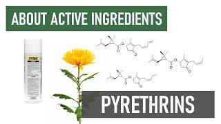 What are Pyrethrins and Pyrethrum? [Organic & Fast-acting Insecticides]