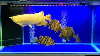 Indonesia Tiger Fish with Arowana