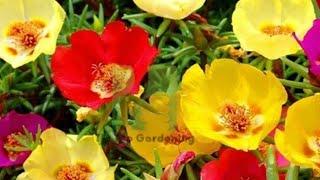 种植日本玫瑰  How to Grow Japanese Rose