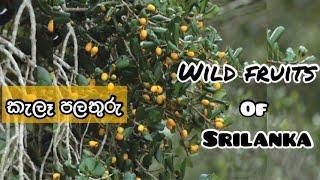 Wild Fruits of Srilanka - කැලෑ පලතුරු