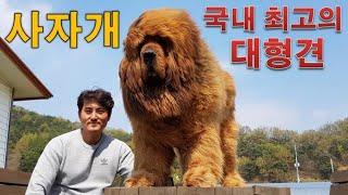 사자개 "쭈보"입니다~ #사자개 #짱오 #짱아오 #Tibetan Mastiff