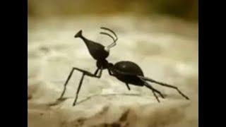 Saraiki Funny Clip-Funny Ants Story