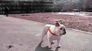 bulldogs