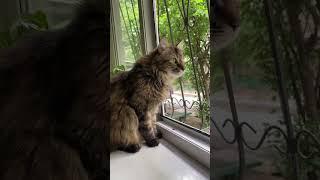 Это Анфиса! Три плюса … #мейнкун #cat #котик #прикольныекоты #chat #видосыоткота #кошачьи #красиваяк