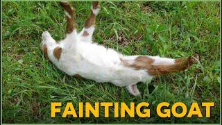 Goats With a Fainting Problem | Nature Nuggets