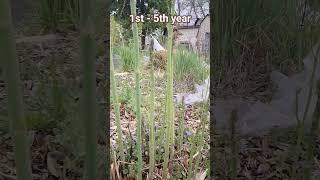 Asparagus Patch Ranging in Age from 1st to 5th Year. #garden #permaculture #vegetables #piano