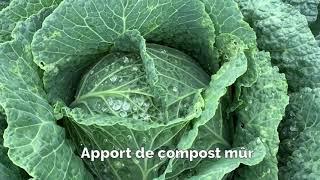 Bien utiliser le compost dans votre jardin nourricier