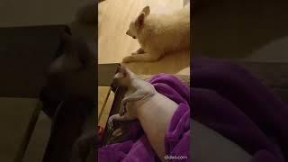 Поведение сфинкса после сна