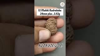 12 Mukhi Rudraksha 24mm plus,  3.82gram #rudraksh #shiv #astro #astrologer #reels #shorts #foryou