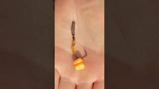 Summer Carp can’t resist the Sweetcorn Spinner!  #carpfishing #carprigs #fishingtackle