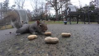 Funny Squirrels Eating peanuts!