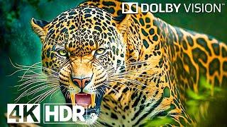 Wild Animals in 4K HDR 120 FPS - Dolby Vision (4K Video)