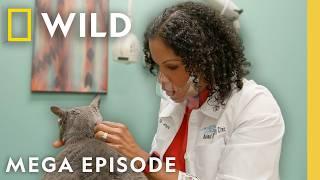 Pop Goes the Vet with Dr. Joya: Puppy Problems | MEGA EPISODE | Nat Geo Animals