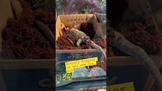 Bearded Dragon Dig Box #lizard #beardie #beardeddragon