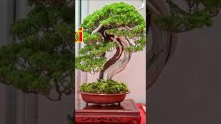 CURSO DE BONSAI / APRENDE La HISTORIA y LOS ESTILOS del BONSAI 14  #mateobonsai #bonsai #shorts