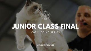 Cat Judging: Junior Class Final from Stafford Cat Extravaganza 2023