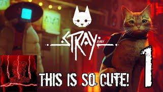 This Is So Cute! - Stray PS5 #1