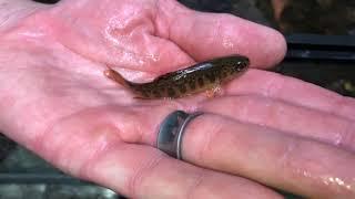 Introduction to Brook Trout in Pennsylvania