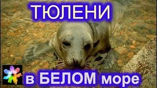  Тюлени в природе. Белое море. Кандалакшский залив. Голоса морских животных