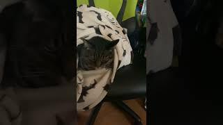 Burrito cat