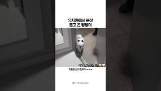 유치원에서 본전 뽑고 온 강아지ㅋㅋ #shorts #강아지 #웃긴영상