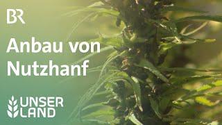 Schwierige Hanfernte | Unser Land |  BR Fernsehen