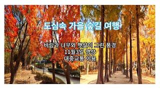 지금 가장 아름다운 서울숲 감성 여행/Seoul Forest Fall Trip/서울가볼만한곳