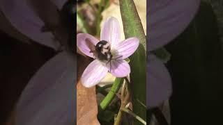 This bee NEEDS this native plant to survive!