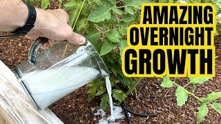 Just 1 Cup And Tomatoes Will GROW OVERNIGHT!  Fruit So Large You Can't Harvest Them All