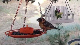 Grosbeak Jelly Feast5 Species! LIVE STREAM REPLAY Descanso, CA California Mountain Bird Feeder