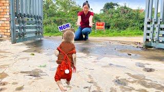 Moment Monkey Luk meets mom after a period of separation ! Full version