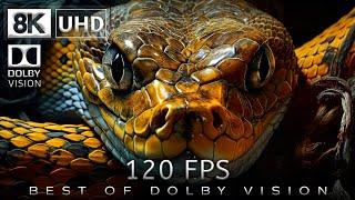 8K Video Ultra HD 120 | Best of Dolby Vision 8K 120fps