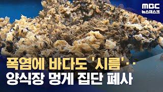 고수온에 멍게도 집단폐사‥주요 산지인 통영·거제서 95% 이상 피해 (2024.08.26/뉴스데스크/MBC)