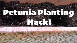 Petunia Planting Hack