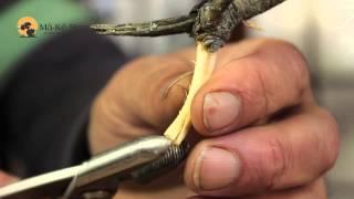 21) Creating Jin Deadwood -Creating Bonsai Deadwood - Bonsai Technique Series