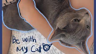 [V-LOG]비오는날 고양이와 집에서 시간보내기 | 홈카페 |넷플릭스 | be with my cat️