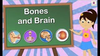 The Skeletal System | Bones and Brain | Science For Kids | Grade 5 | Periwinkle