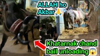 Deadly chand bail unloading 2025| Khatarnak mamlat hogaye