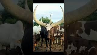 hirakund Gaurav Singh kadar kadar se BP karte samay jyada karo na MdFizz