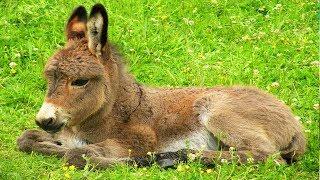 Les animaux de la ferme : L'âne