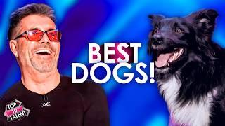 BEST DOGS - Steal The Show!